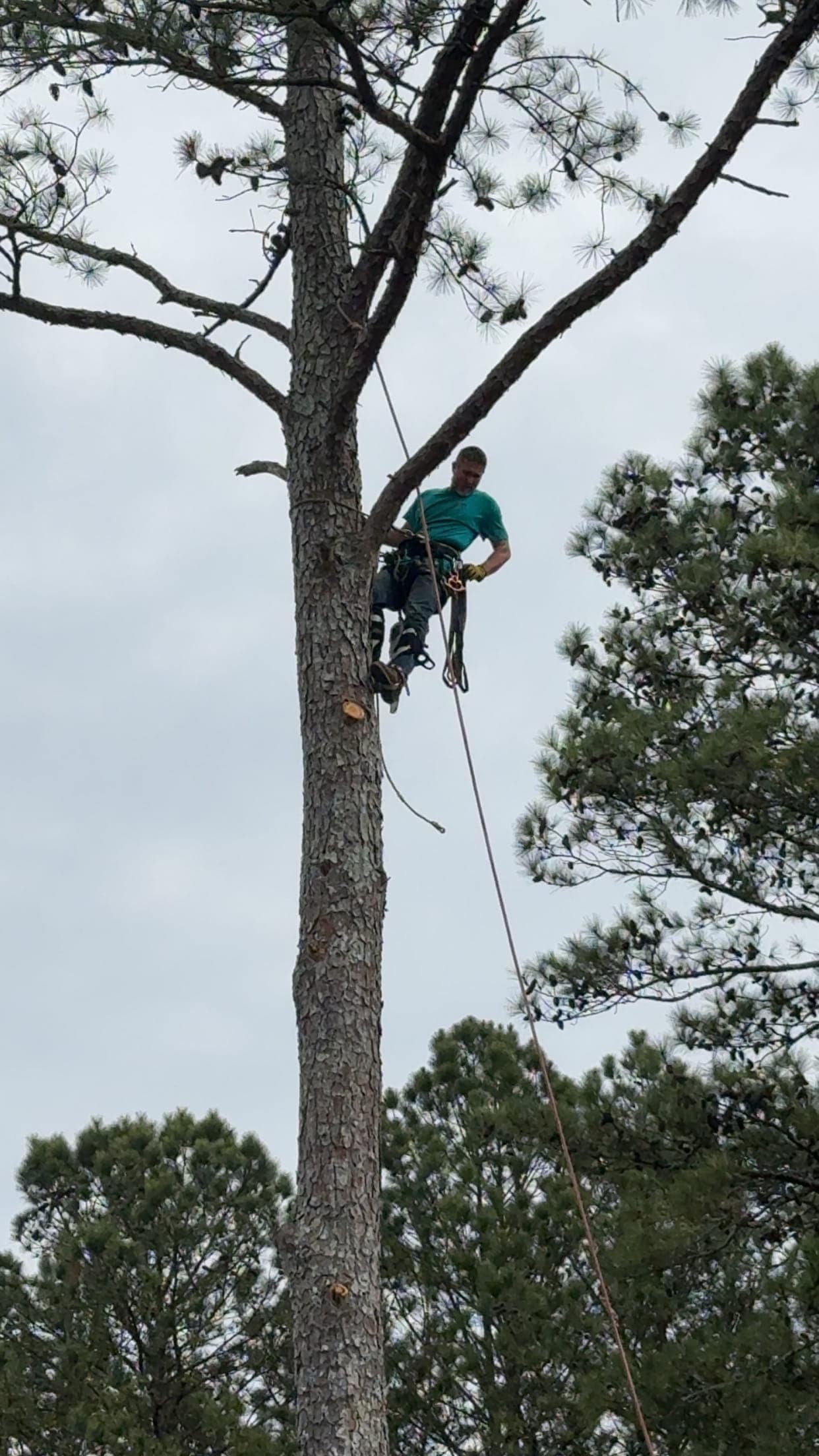 Professional climber roped into a tall pine for tree trimming